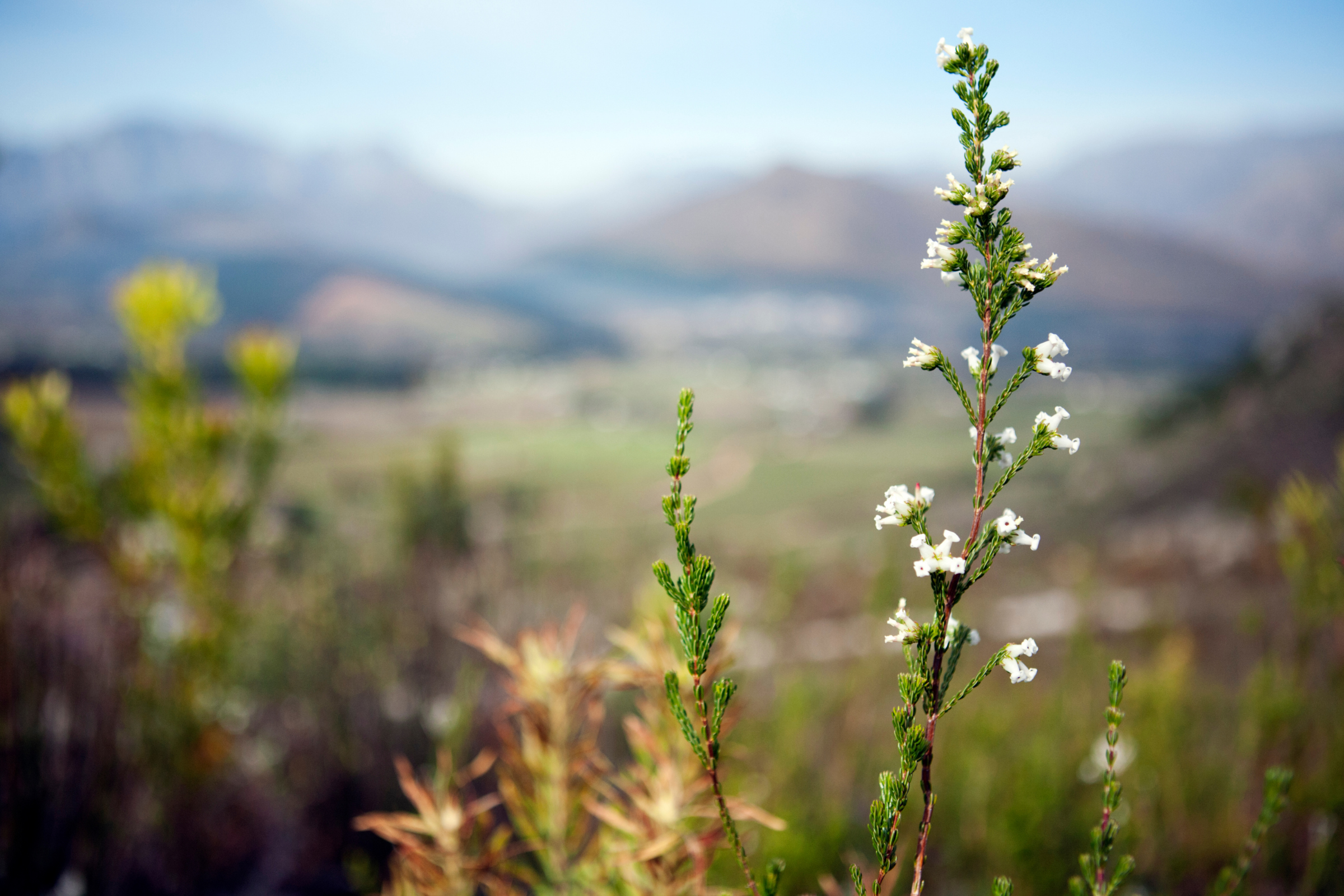 franschhoek (3).webp